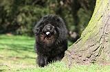 CHOW CHOW 604